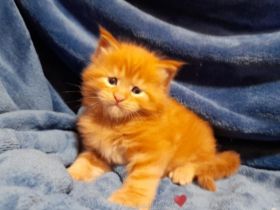 Maine Coon Babys mit Schmuse-Abitur Maine Coon
