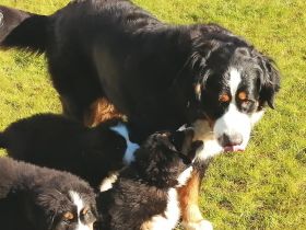 Unsere reinrassige Bernerhündin, 4 Jahre alt, mit