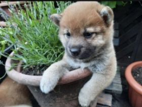 Wunderschöne reinrassige Shiba Inu Welpen können mit