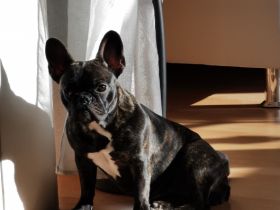 Lia, Wir suchen schweren Herzens ein neues Zuhause für