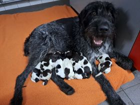 vom Bischhofstein " VDD"