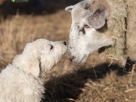 Der Kuvasz- ein Allrounder Ideal zum bewachen nicht nur