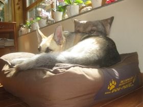 Familiäre Hundepension-Dog-Motel