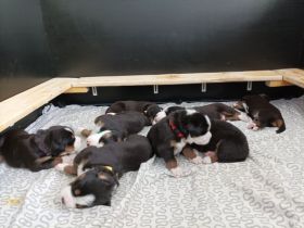 *** die Welpen sind da ☺️ *** Am 26.02.2022 hat unsere