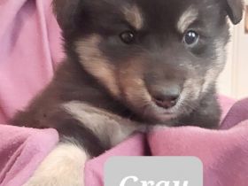 40 zauberhafte Pfötchen sind eindeutig Zuviel. Zu