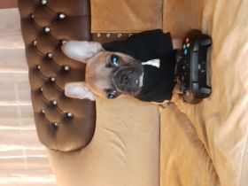 Hallo guten ich verkaufe eine französische bulldogge