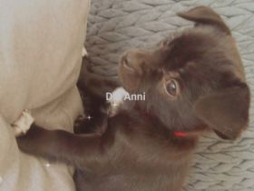 Meine wunderbaren beiden Chihuahua haben mir 3