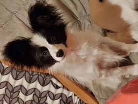 Reinrassiger papillon junge sucht sein neues Zuhause.