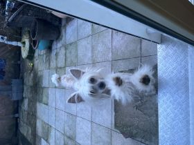 Finley und Ava suchen noch ihren Lieblingsmenschen. Die