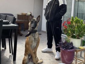 Ich biete hiermit meinen Rüden Namens Zimba als