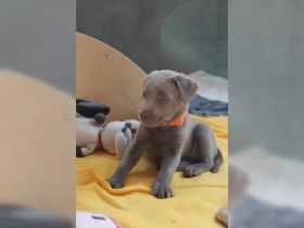 Reinrassigen Labrador Retriever Welpen