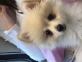 Isha, Unsere Hündin sucht dringend ein neues Zuhause,