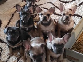 Stella hat 8 wunderbare Welpen zur Welt gebracht am 30