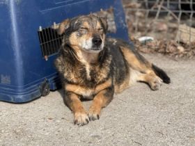 Trudi (7 Jahre) Trudi lebt schon eine ganze Weile bei