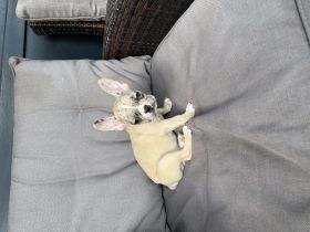 Unser Rüde sucht nach nach seinem neuen Zuhause. Er ist