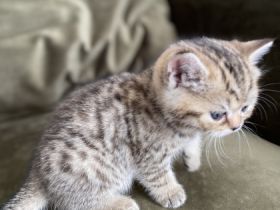 Hallo liebe Katzenfreunde, unsere Katze hat am 30.01