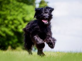 Anton vom Sollingerland