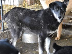 Alani sucht ihre Menschen