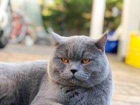 Reinrassiger erfahrener blauer BKH Deckkater Blutgruppe B