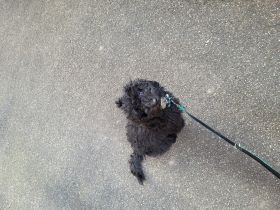 Der wunderschöne Kleinpudel Rüde, 4 Monate sucht sein