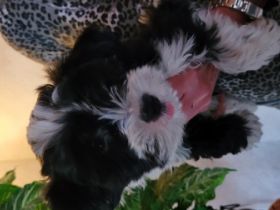 Wir TIBET-TERRIER-WELPEN, geb.am 18.Dez.2021, kommen