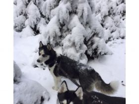 2 Welpen 3 Monate jung , geimpft, gechipt, mögen gerne