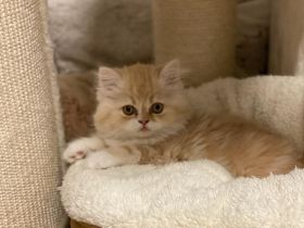 Unsere bezaubernde Bella (Perser Lady) hat nach einer