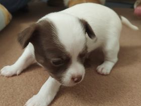 2 Junge Langhaar bereits zu Reservierung