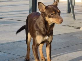 Wir wollen unsere Hunde Dame abgeben sie ist 6 monate