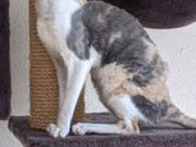 Aus unserer kleinen Hobbyzucht mit eig. Deckkater,