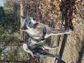 Okami, Akita Inu Rüde, 2 Jahre alt, wunderschön! Leider