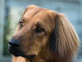 Lord Oscar von den Ruhrwiesen