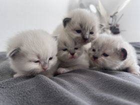 Unsere wunderschöne Ragdolldame Kiki hat am 17.02.2022