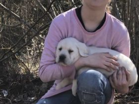 Wunderschöne reinrassige Labrador Welpen mit Papiere ,