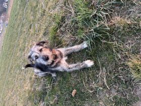 Mayla ist ein sehr liebenswerter 6 Monate alte Hündin.