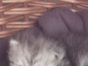 Hallo Wir haben noch zwei Mädels weiß dunkel die einen