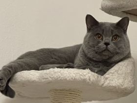 Balu, Manchmal passieren Dinge die nicht vorhersehbar