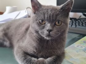 BKH, Wir suchen eine nette, tierfreundliche Familie für