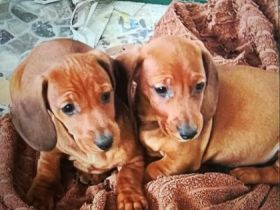 Zauberhafte, bildschöne, verschmuste KURZHAAR DACKEL