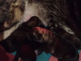 Unsere Jeannie vom Kastanien Hof hat am 23 März 4