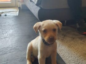 Ein kleiner Rüde ist noch übrig. Er ist jetzt 10 Wochen