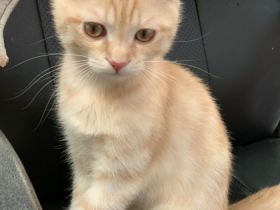 Unsere Katze hat am 05.12.2021 4 gesunde Kitten