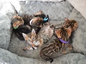 Katzenbabys Kitten mit Stammbaum Mitte Februar am 25.02