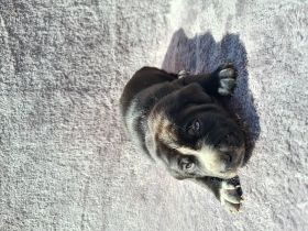 8 Wunderschöne Hundebabys haben am 10.03.22 das Licht