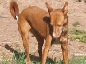 Hallo hier ist die Zelda eine hübsche, liebenswerte