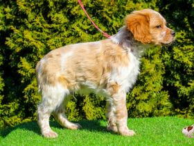 Team Del Crepo FCI 6607