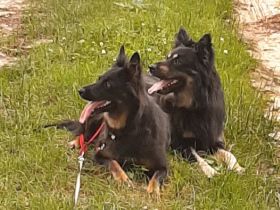 Am 12.03.2022 ist bei mir ein Wurf altdeutscher