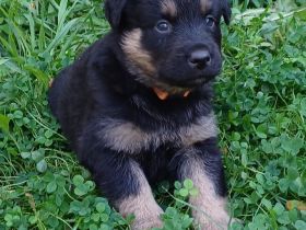 Altdeutsche Hütehund Welpen (Gelbbacken)