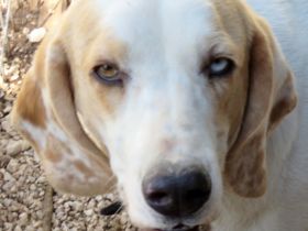 Stacey (Mischling, weiblich, Pointer-X)