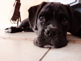 Wir suchen ein neues zu Hause für unseren Boxer. Er